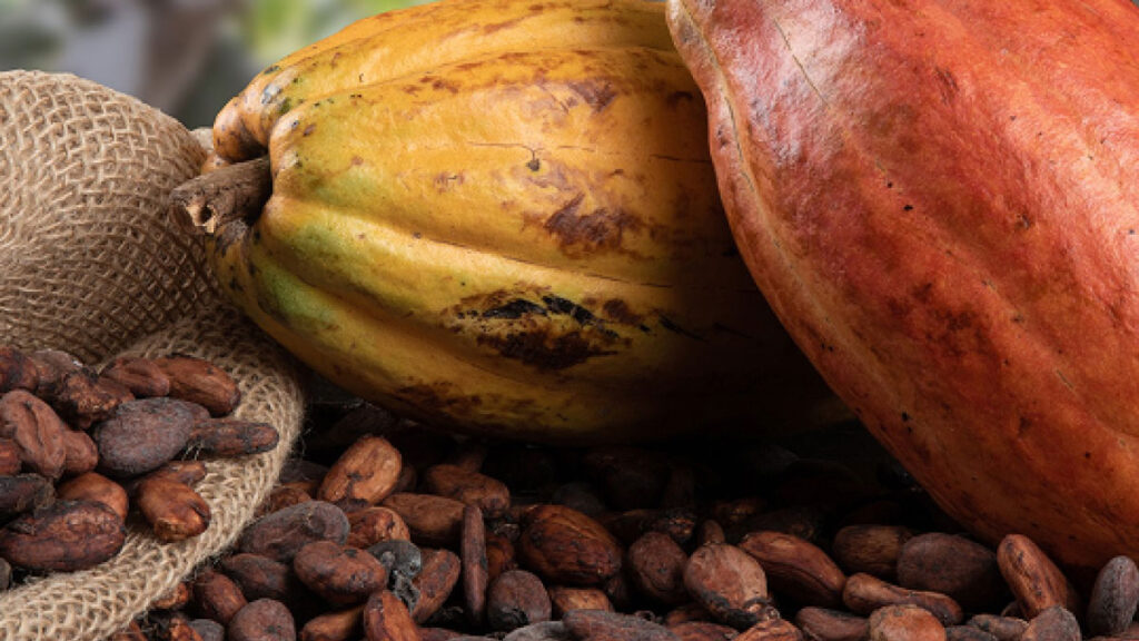 Plant cocoa